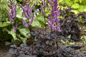 Astilbe 'Dark Side of the Moon' 